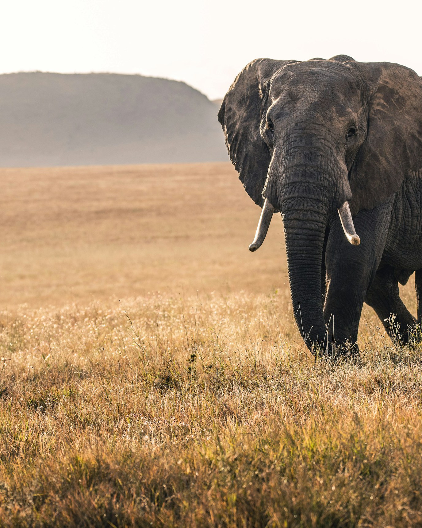 Serengeti · 9 Nights · Private Camp